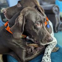 Mentor Animal Hospital ico