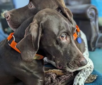 Mentor Animal Hospital