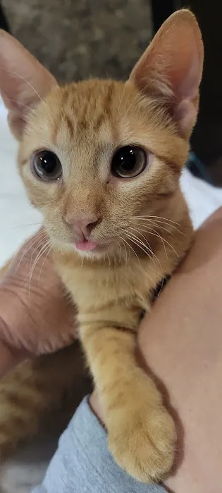 Mentor Animal Hospital 10