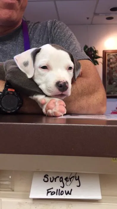 Lake Shore Animal Hospital 2