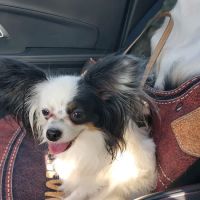 Lake Shore Animal Hospital ico