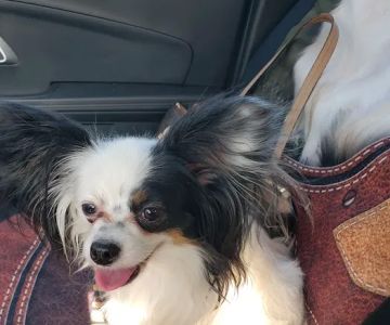 Lake Shore Animal Hospital