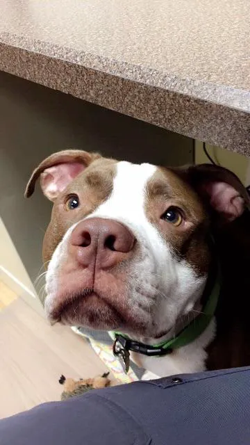 Lake Shore Animal Hospital 5