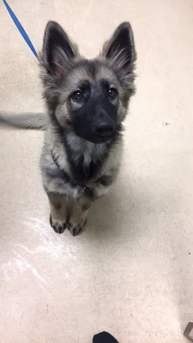 Lake Shore Animal Hospital 6