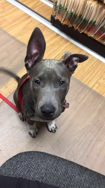 Lake Shore Animal Hospital 4