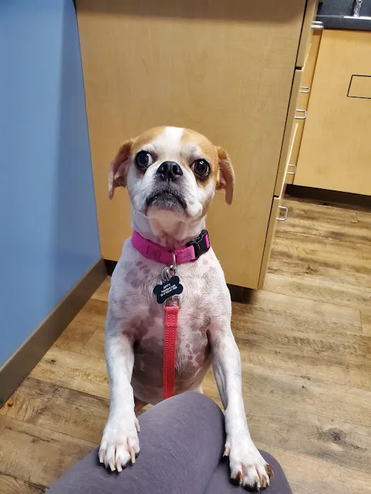 Countryside Veterinary Service - Middlefield 4