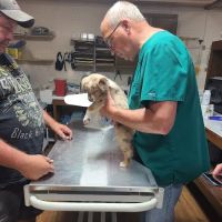 Country View Vet Service ico