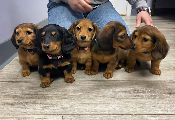 Lindquist Veterinary Care Center 5