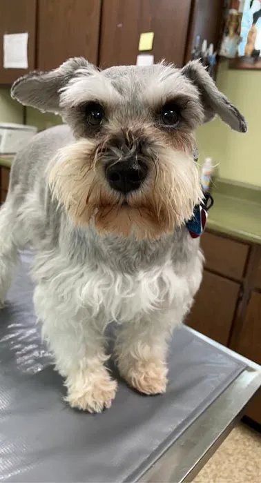 Kirksville Small Animal Hospital 1