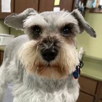 Kirksville Small Animal Hospital ico