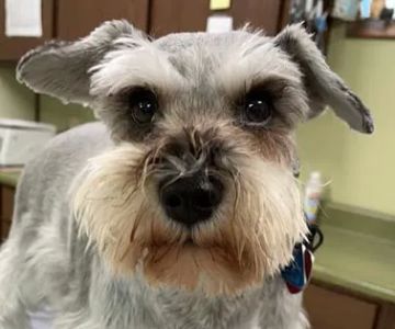 Kirksville Small Animal Hospital