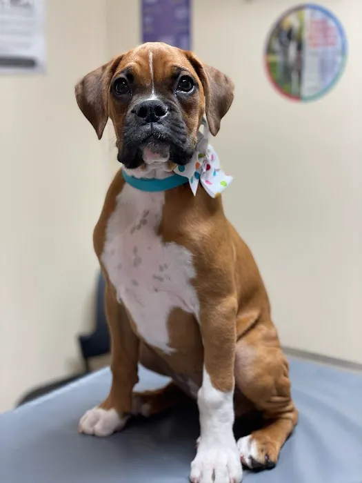 Kirksville Small Animal Hospital 4