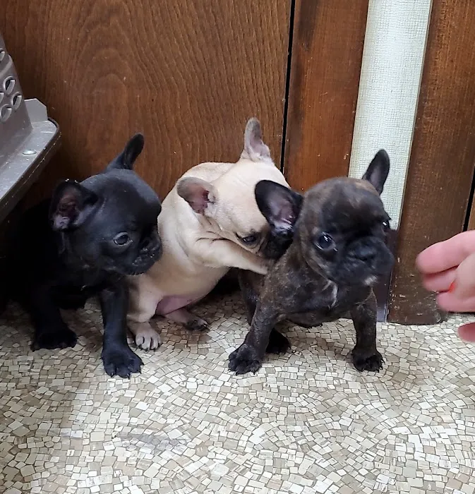 Kirksville Small Animal Hospital 6