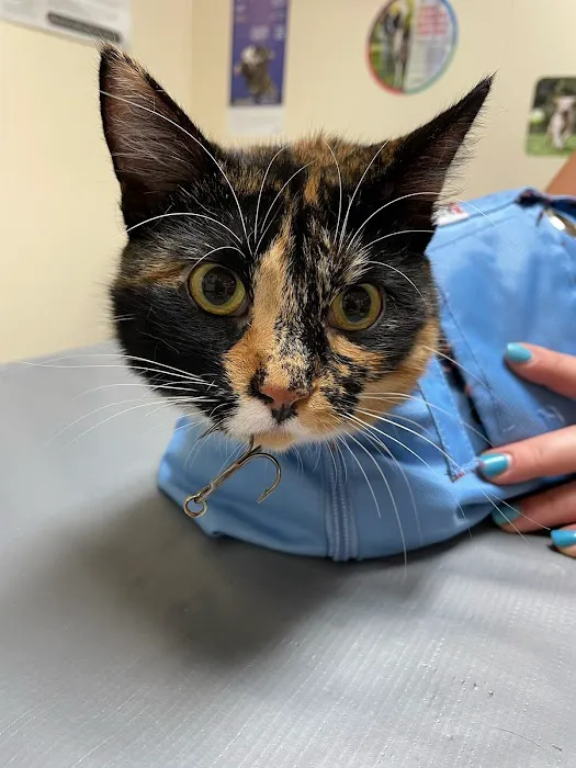 Kirksville Small Animal Hospital 5
