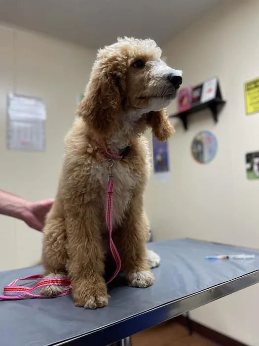 Kirksville Small Animal Hospital 8