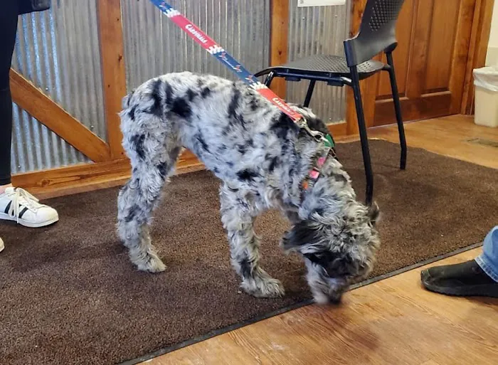 Kirksville Small Animal Hospital 7