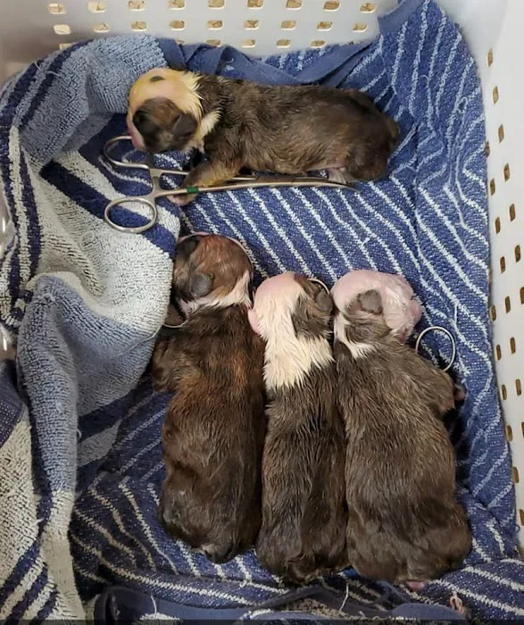 Kirksville Small Animal Hospital 10