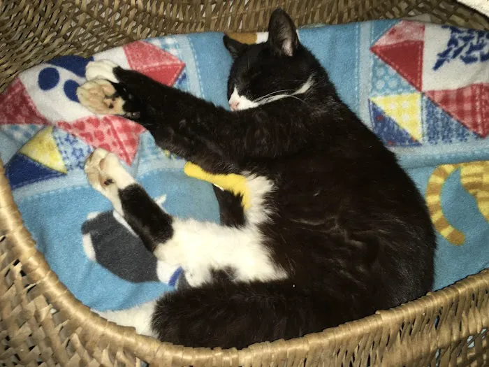 Cedar Creek Veterinary Clinic LLC 4