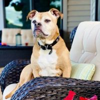 Parkview Animal Hospital ico