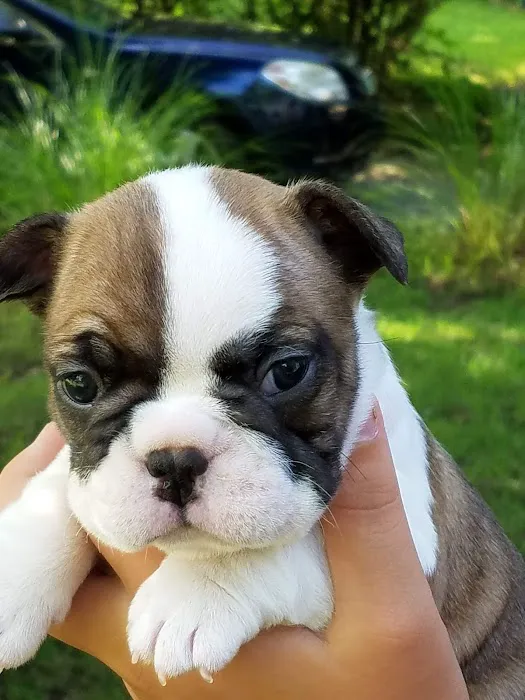 Parkview Animal Hospital 7