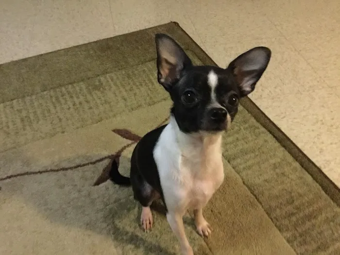 Anderson Animal Hospital 5