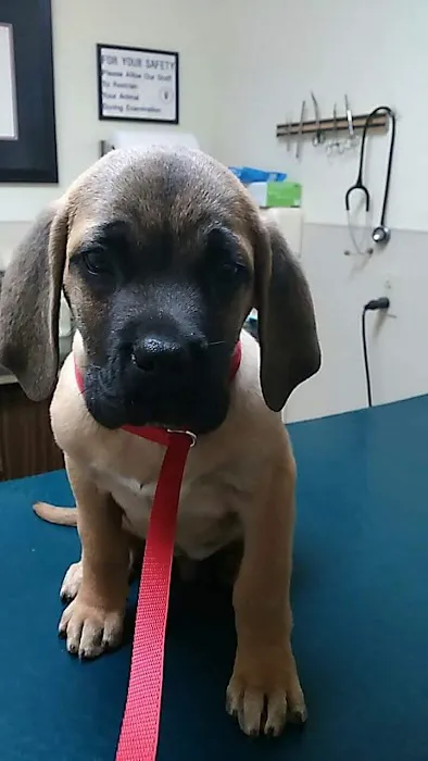 Anderson Animal Hospital 2