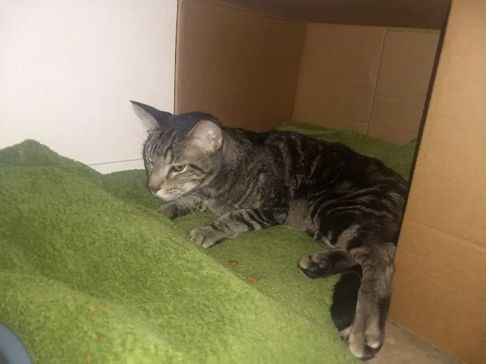 Anderson Animal Hospital 8