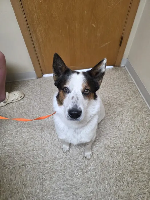 Anderson Animal Hospital 3