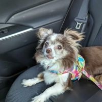 Cummings Veterinary Clinic ico
