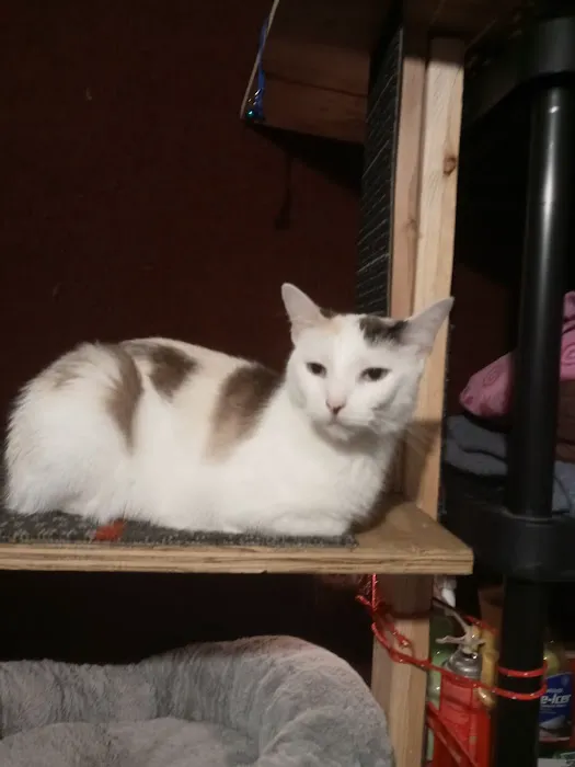 Tilsit Road Animal Clinic LLC 10