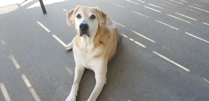 Tilsit Road Animal Clinic LLC 4