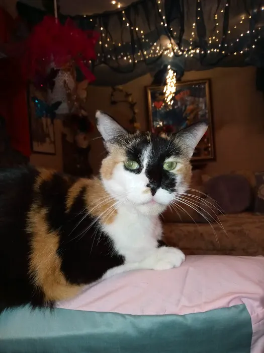 Tilsit Road Animal Clinic LLC 7