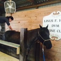Huck Equine Clinic ico