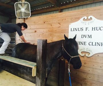 Huck Equine Clinic