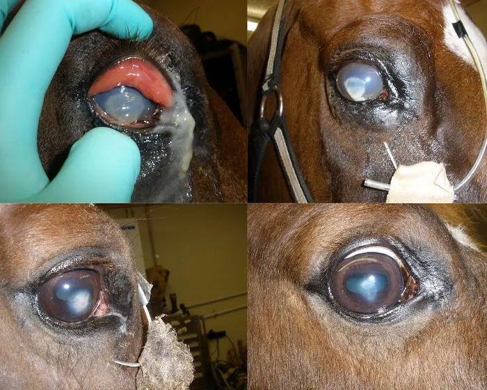 Huck Equine Clinic 2