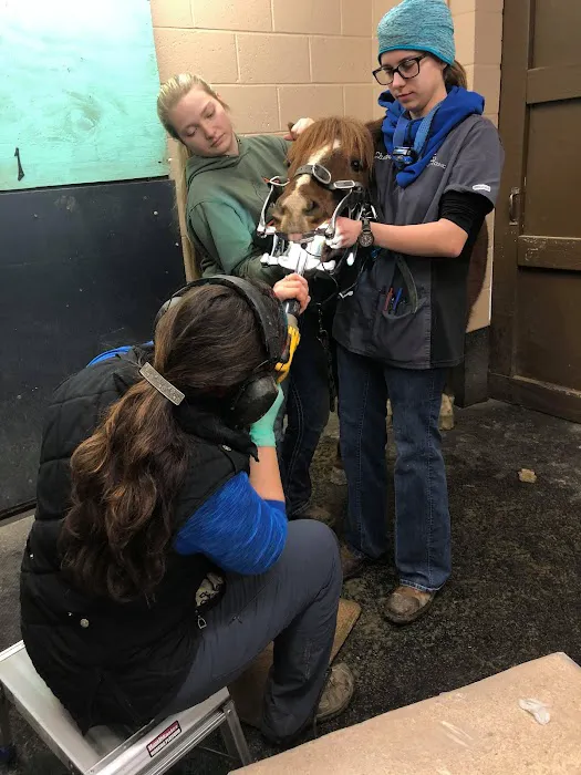 Huck Equine Clinic 4