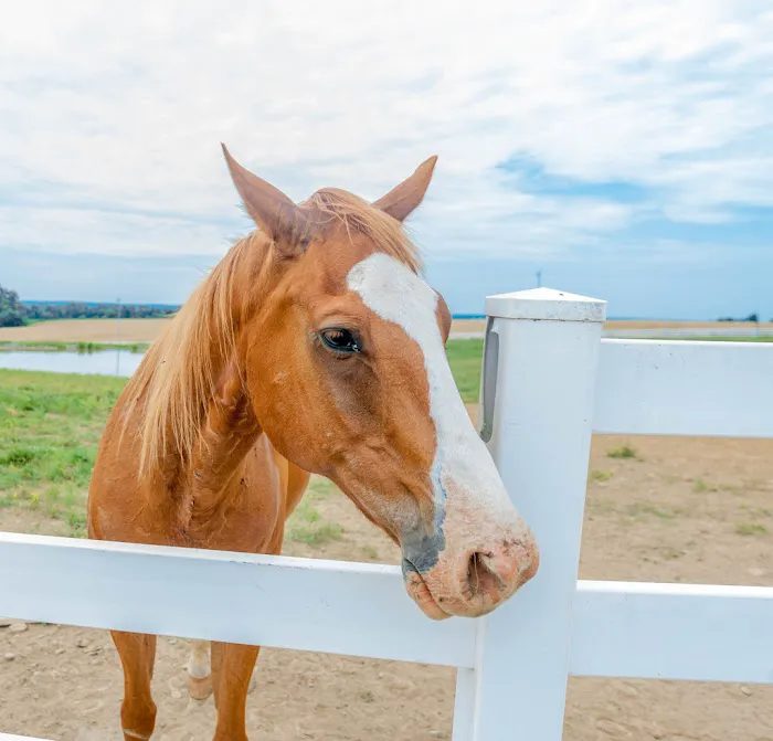 Crittenden County Animal Clinic 7