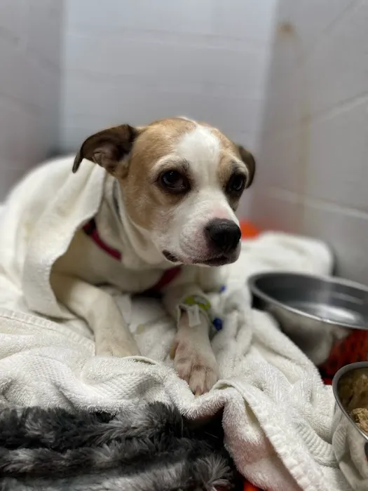 Pennyrile Animal Clinic 3