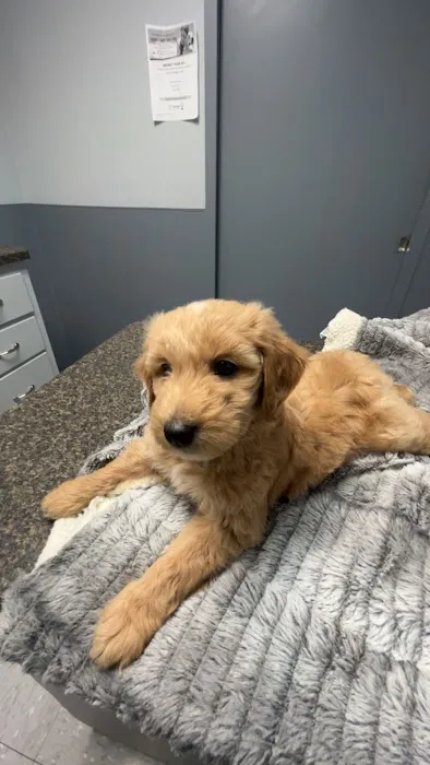 Pennyrile Animal Clinic 2