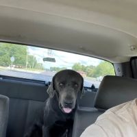 Pennyrile Animal Clinic ico