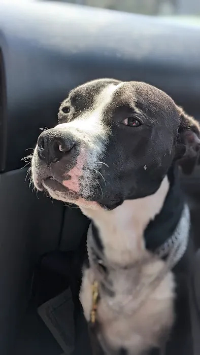 Animal Medical Center 4