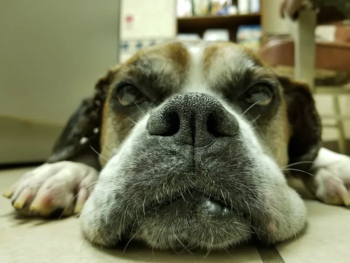 Tender Care Veterinary Clinic 3
