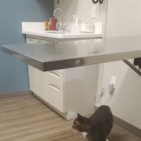 Dr. Badger. DVM, CVC, CVA ico