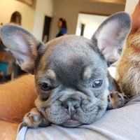 Mayfield Veterinary Clinic, PSC ico