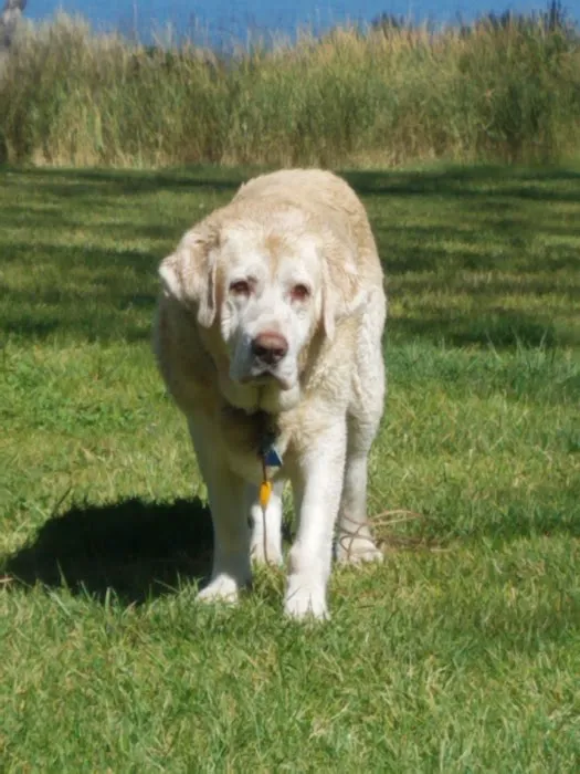Companion Animal Hospital. Paul Jaco DVM 1