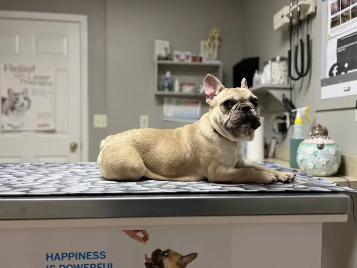 Companion Animal Hospital 1