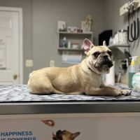 Companion Animal Hospital ico