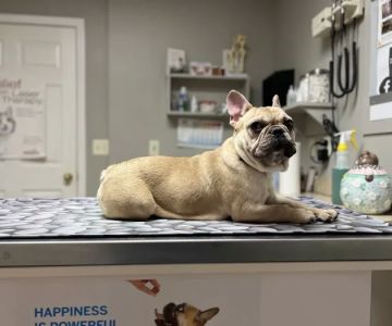 Companion Animal Hospital