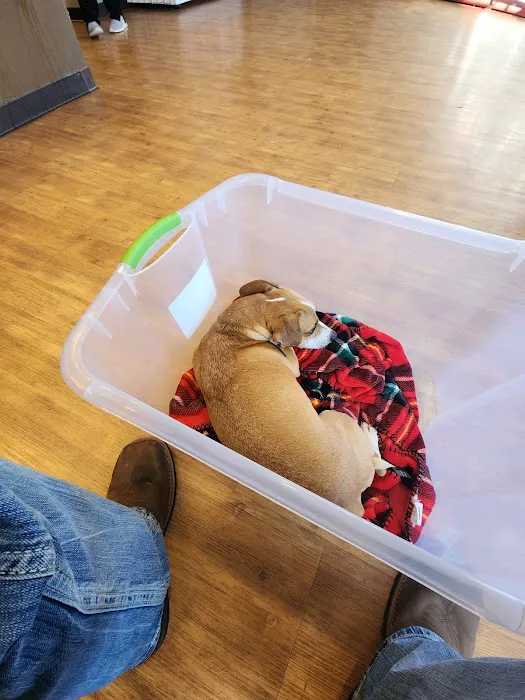 Companion Animal Hospital 10