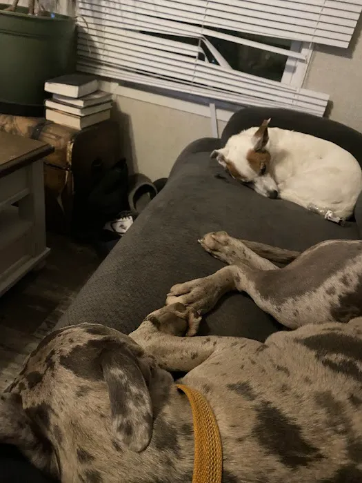 Companion Animal Hospital 5